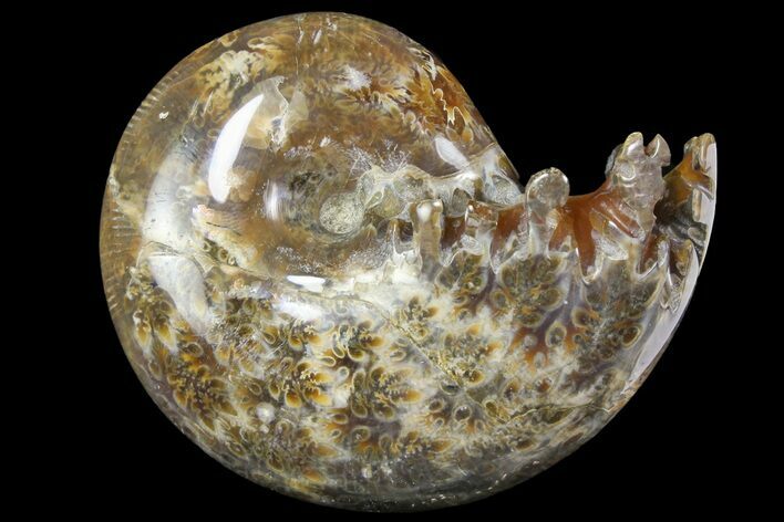 Polished, Agatized Ammonite (Phylloceras?) - Madagascar #149230